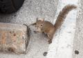 IMG_2032 squirrel in parking lot